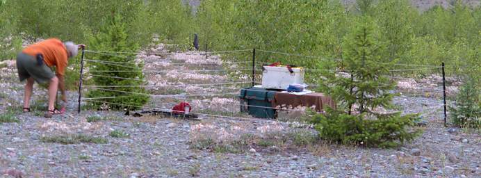 Bear Fence