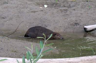 Beaver