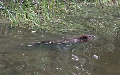 Beaver