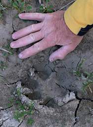 Wolf Track