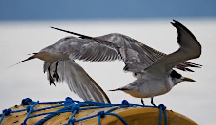 Crested Tern