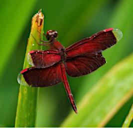 Dragonfly Xxx Red