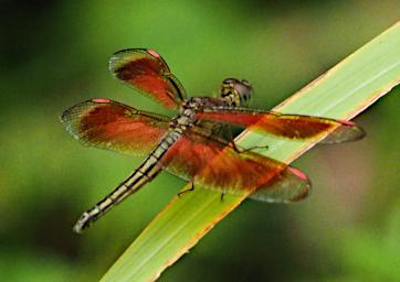 Dragonfly Xxx Orange Transparent