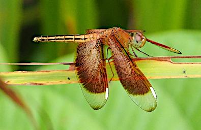 Dragonfly Xxx