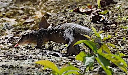 Monitor Lizard