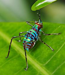 Bug Multi Color Beetle