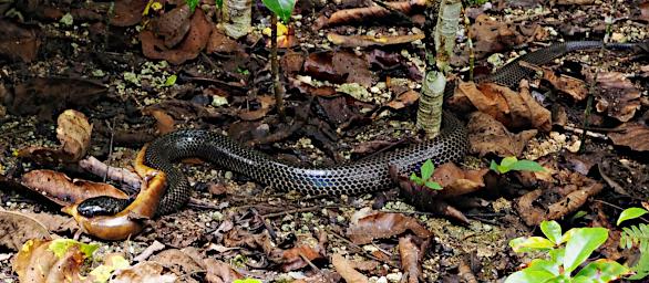 Snake with Skink