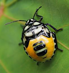 Bug Xxx Black White Orange