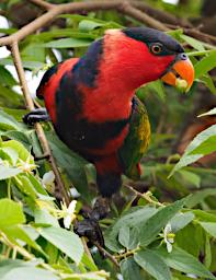 Black Capped Lorikeet