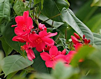 Flower Xxx Pink
