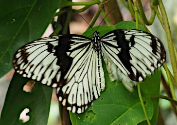 Butterfly Xxx Black White