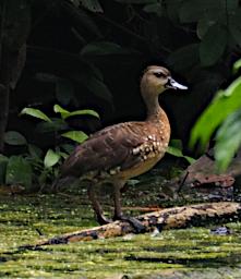 Spotted Whistling Duck