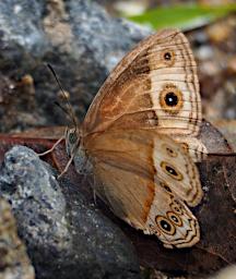 Butterfly Xxx Brown