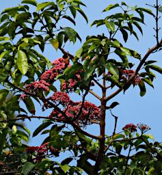 Tree Blossom, Xxx Pink