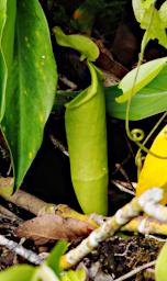 Pitcher Plant