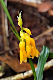 Flower Xxx Yellow