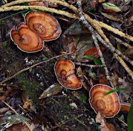 Fungi