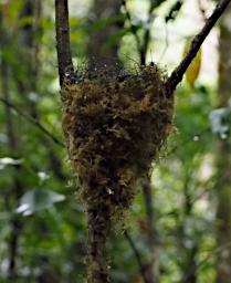 Nest