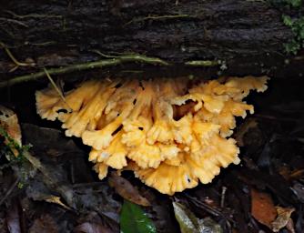 Fungi