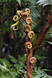 Fiddle Head Fern