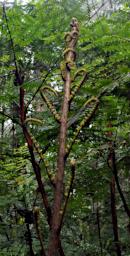 Fiddle Head Fern