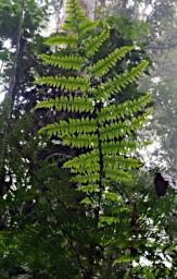Fiddle Head Fern