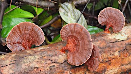 Fungi