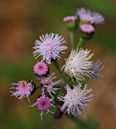 Flower Xxx White Pink