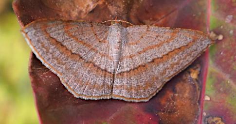 Butterfly Xxx Orange Grey
