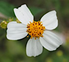 Flower Xxx White Yellow