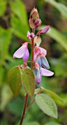 Flower Xxx Blue Pink