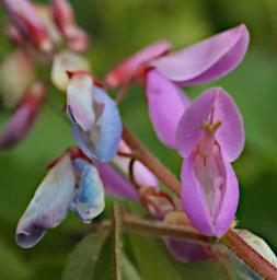 Flower Xxx Blue Pink