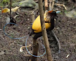 Magnificent Bird-of-Paradise