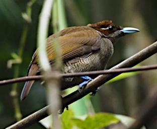 Magnificent Bird-of-Paradise