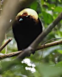 Magnificent Bird-of-Paradise