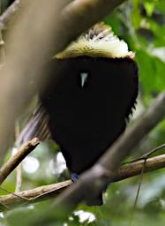 Magnificent Bird-of-Paradise