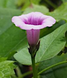 Flower Xxx Pink