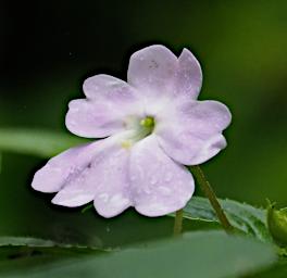 Flower Xxx Lavender