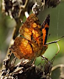 Butterfly Xxx Orange Brown