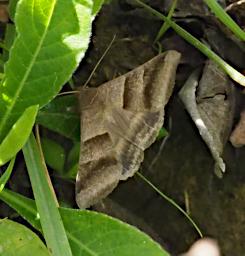 Butterfly Xxx  Brown