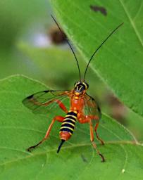 Orange-yellow-black wasp