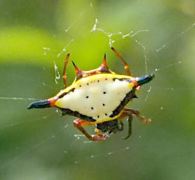 Spider