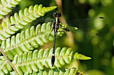 Transparent Black Dragonfly