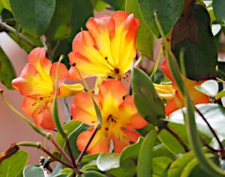Flower Xxx Orange Yellow