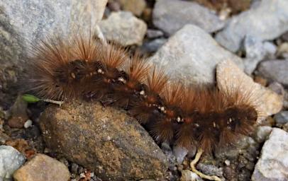Caterpillar