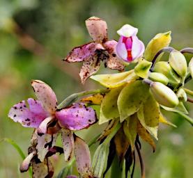 Flower Xxx Orchid Pink White