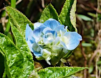 Flower Xxx Cyan