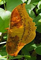 Butterfly Xxx Orange
