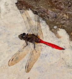 Transparent Red Dragonfly
