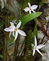 Flower Xxx White